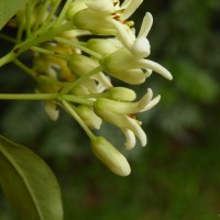 Pittosporum ceylanicum Wight